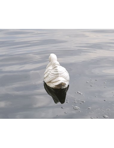 Junger Schwan Schwimmender Figur Gartenfigur