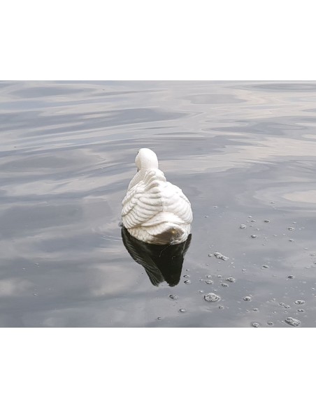 Junger Schwan Schwimmender Figur Gartenfigur
